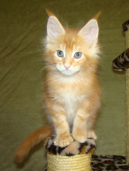     Catsvill County!   !    !       !!!    Catsvill County +7-926-544-74-09     .   ,   ,   ,    ,   ,  ,     ,   -,    ,   !